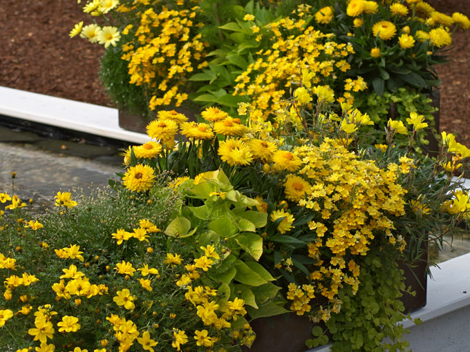 Balkon Und Terrassen Gestaltung In Gelb
