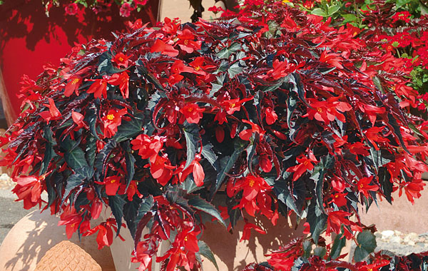 Begonia Summerwings 'Dark Elegance'