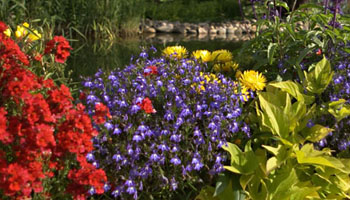 compositions des plantes multicolores