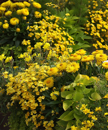 compositions des plantes jaunes