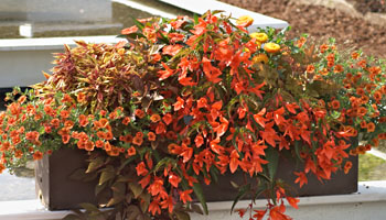 compositions des plantes oranges style=