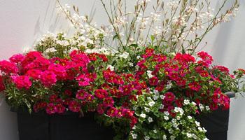 compositons des plantes pinkes