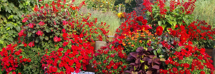 compositions des plantes roughes