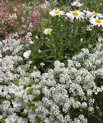 compositions des plantes blanc
