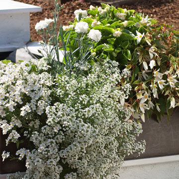Plantez votre balcon avec des plantes blanches.