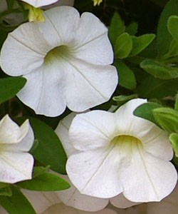 Superbells White von Proven Winners. Superbells White von Proven Winners.