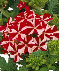 Vepita Fire Star von Proven Winners. Vepita Fire Star von Proven Winners.