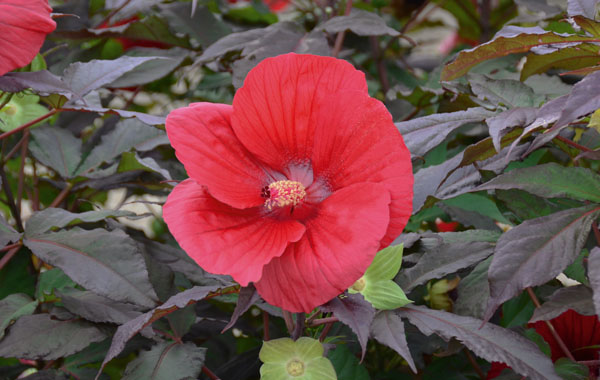 Hibiscus SUMMERIFIC Midnight Marvel