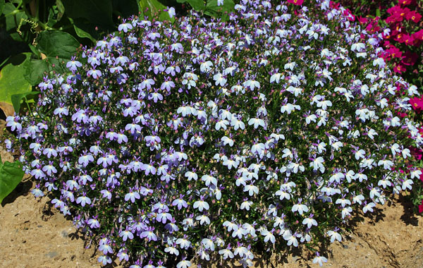 Lobelia